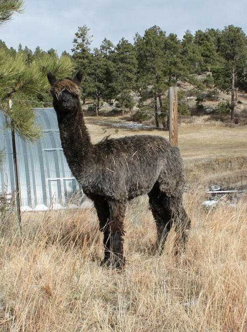 Y-Suri Yarn - Natural Black Canyon